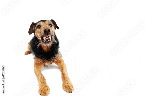 angry dog