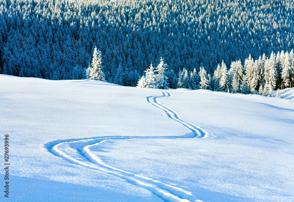 Naklejka premium Ski trace on snow surface and fir forest behind.