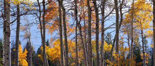 Panoramic view of Aspen trees in Rocky mountains