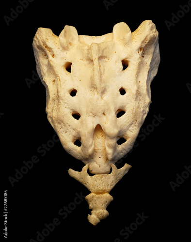 Coccyx and Sacrum, Anterior photo