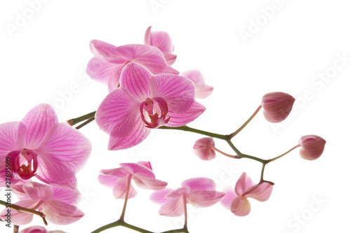 abundant flowering of pink stripy phalaenopsis orchid i
