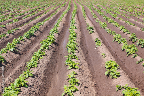 Potato field