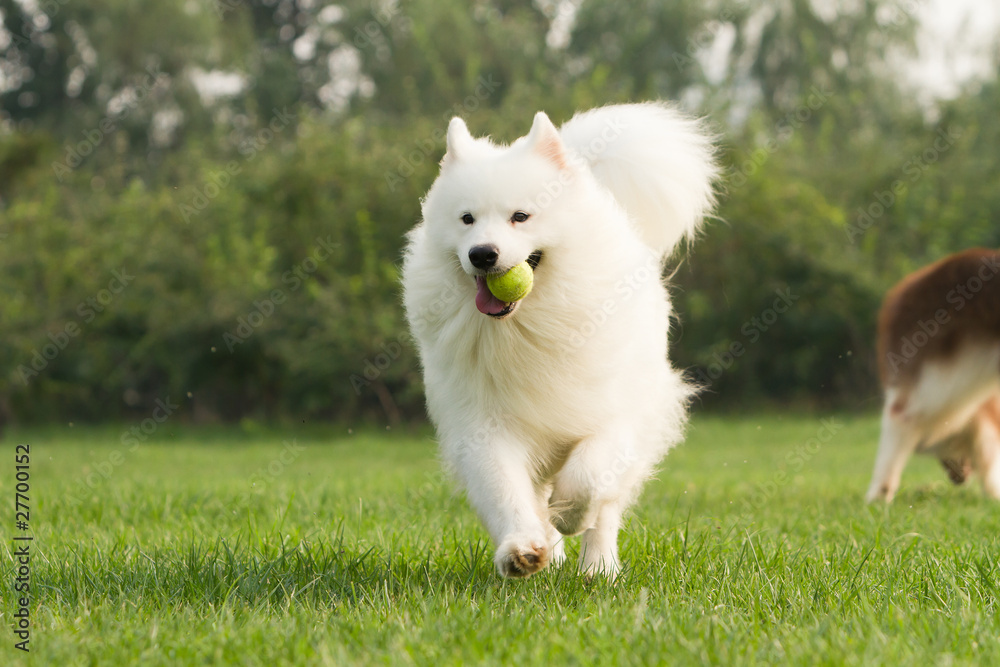 dog dog