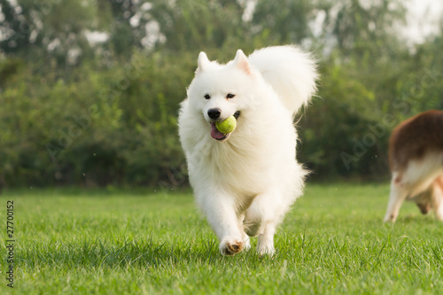 Tapety artystyczne dog