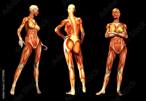 Females With Muscles