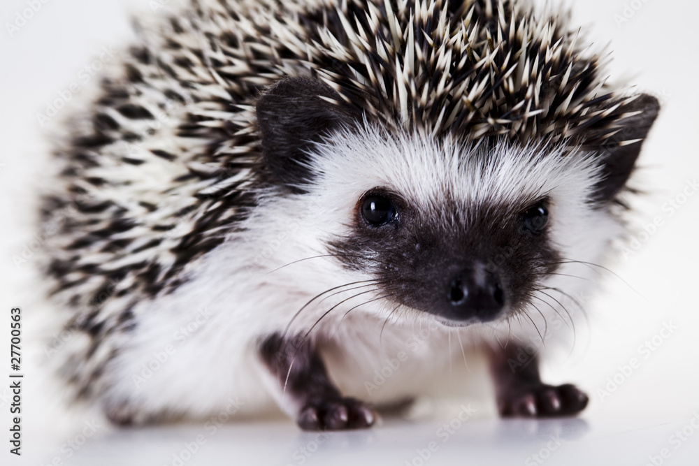 Hedgehog Hedgehog