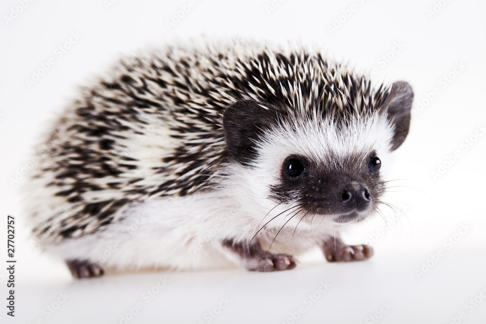 Hedgehog Hedgehog