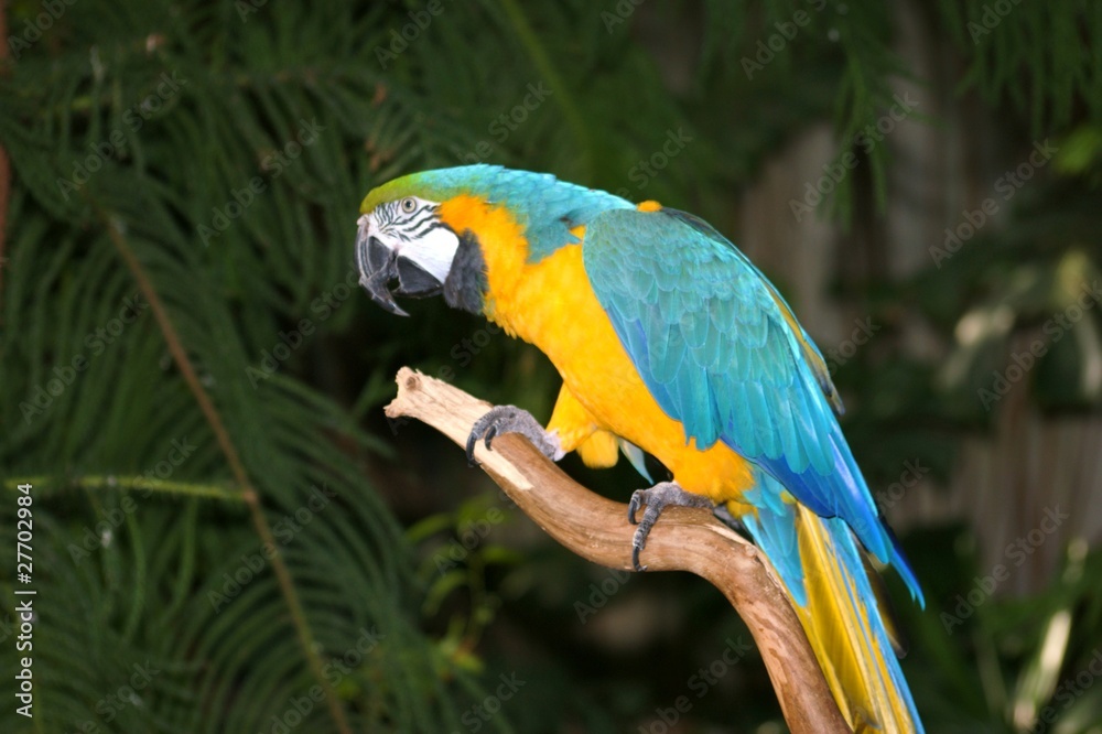 Obraz premium blue and gold macaw