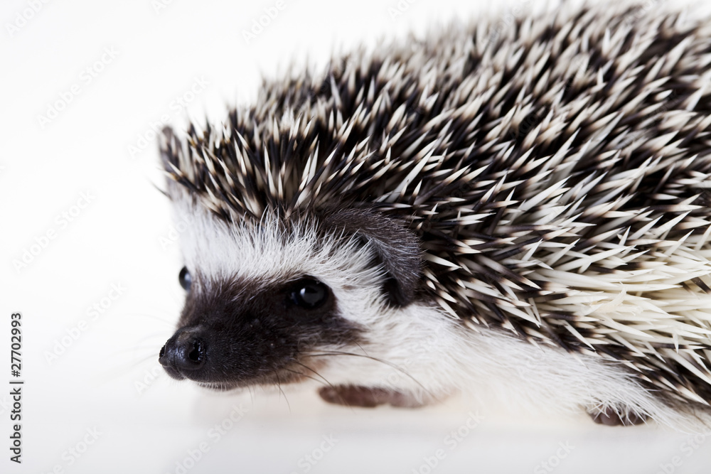 Obraz premium Autumnal animal