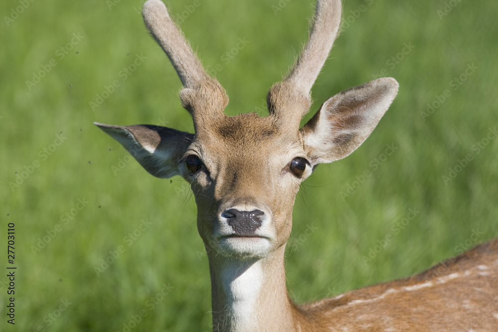 Obraz premium reh portrait