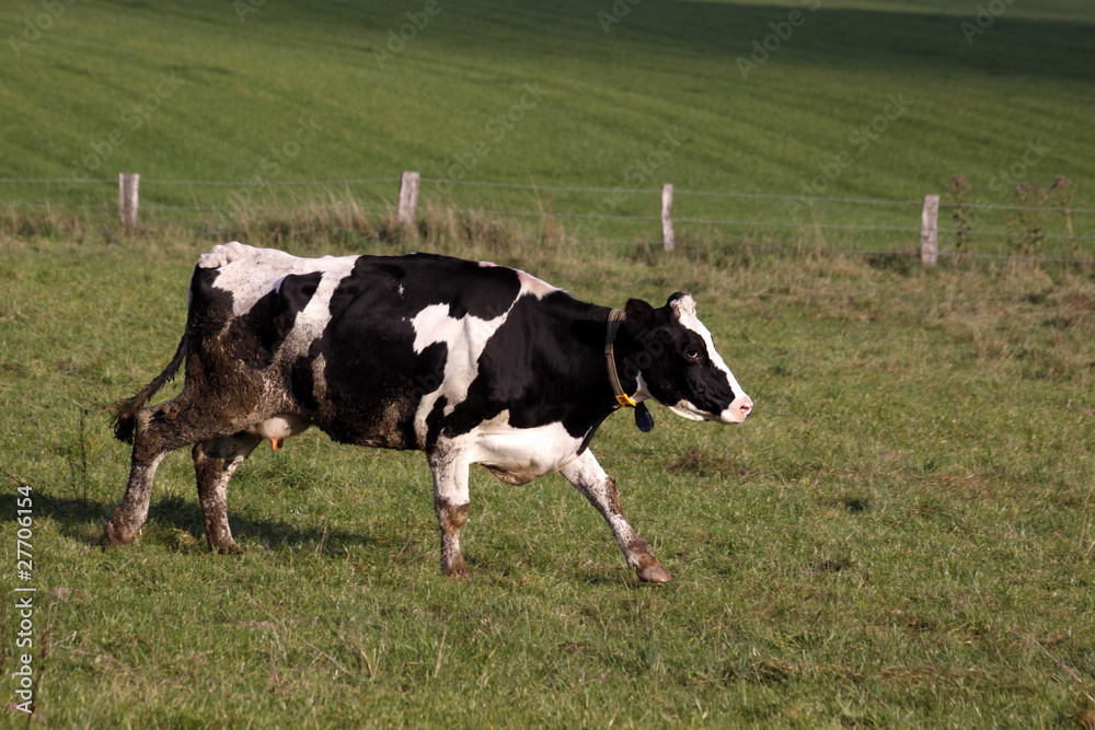 Laufende Kuh auf einer Weide