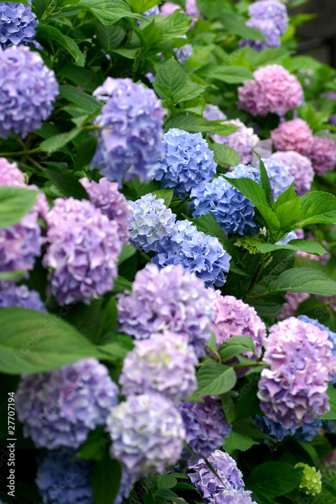 紫陽花 紫陽花