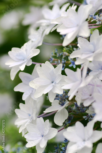 Fototapeta Naklejka Na Ścianę i Meble -  墨田の花火