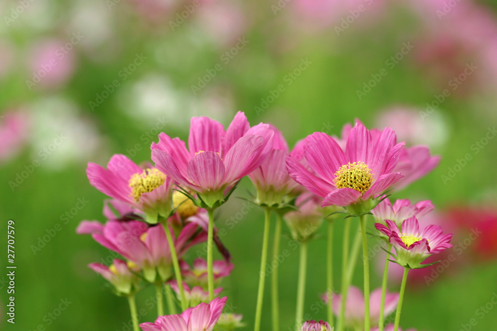 Obraz premium コスモス
