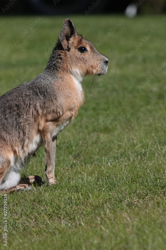Naklejka premium mara