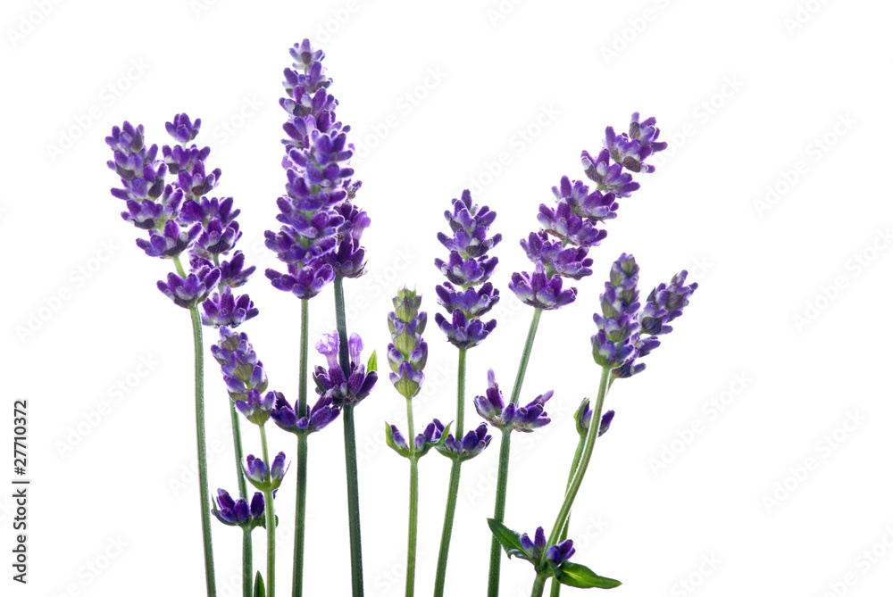 Obraz premium Lavendel