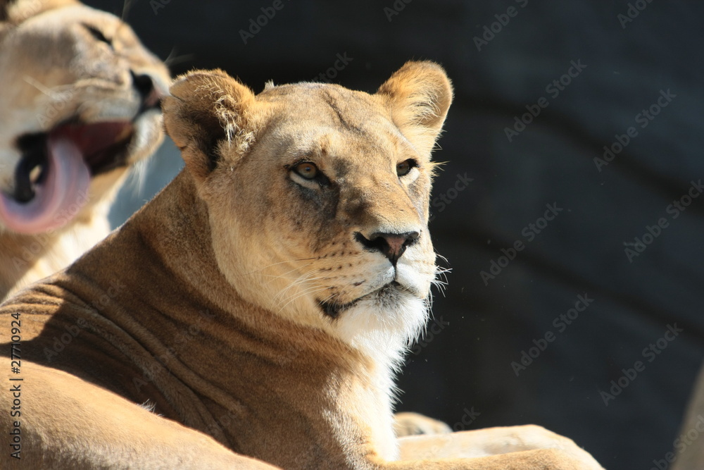 Naklejka premium löwe