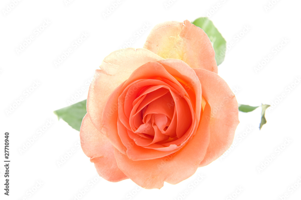 an orange rose