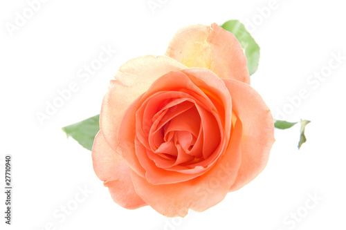 an orange rose
