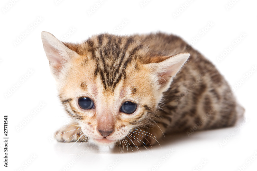Obraz premium Bengal kitten on white background