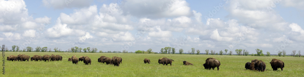 Many bison