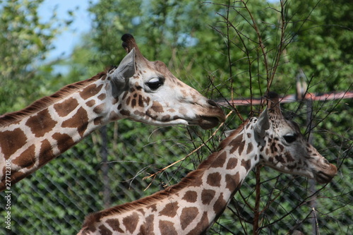 Plakat giraffe