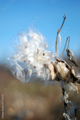 Milk Weed