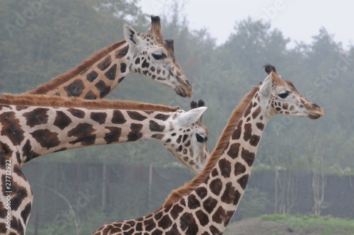 Giraffen © Stefan Richter