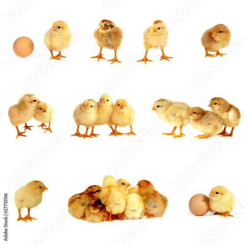 Many small chicks isolated on white background