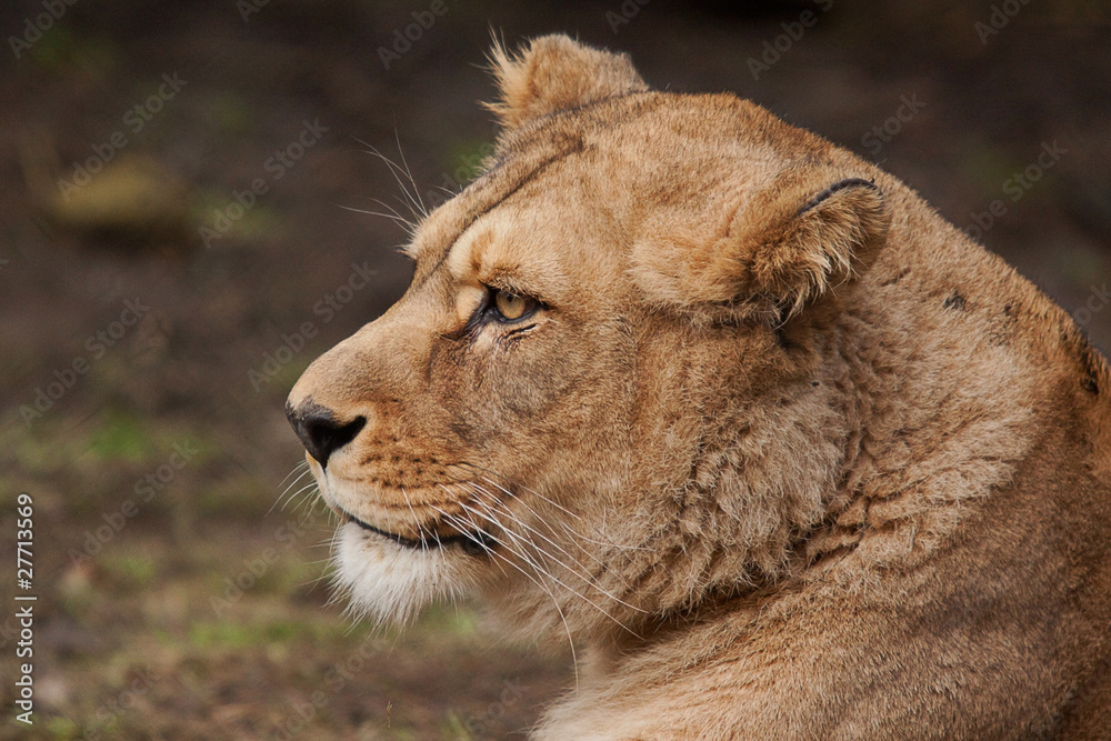 lioness 6644 lioness 6644