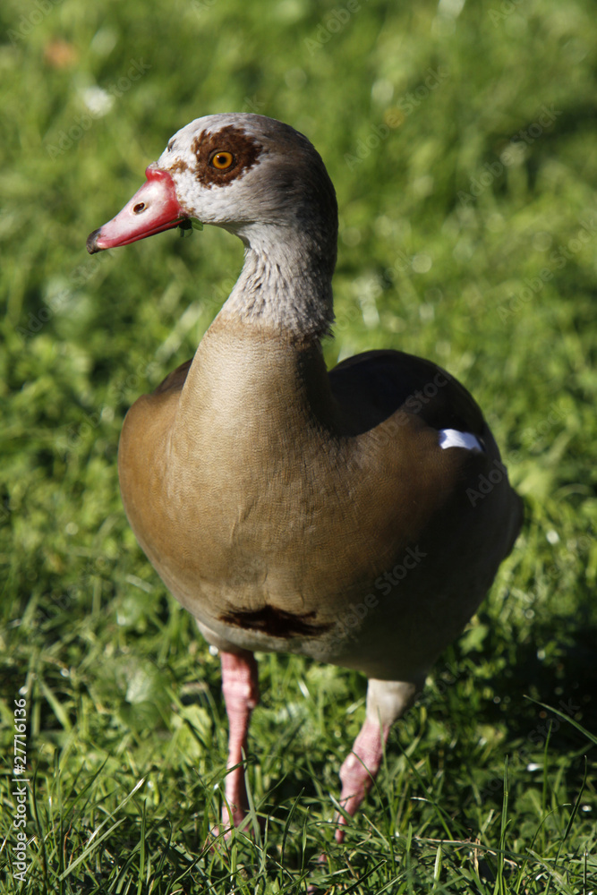 Nilgans Nilgans