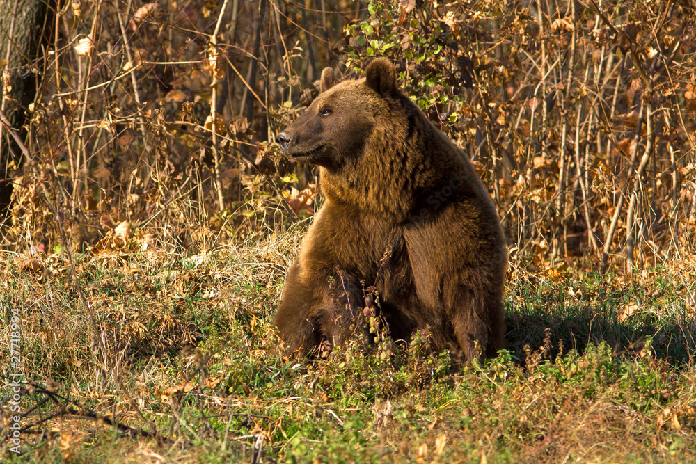 Fototapeta premium brown bear / Ursus arctos