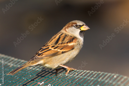 house sparrow on a branch