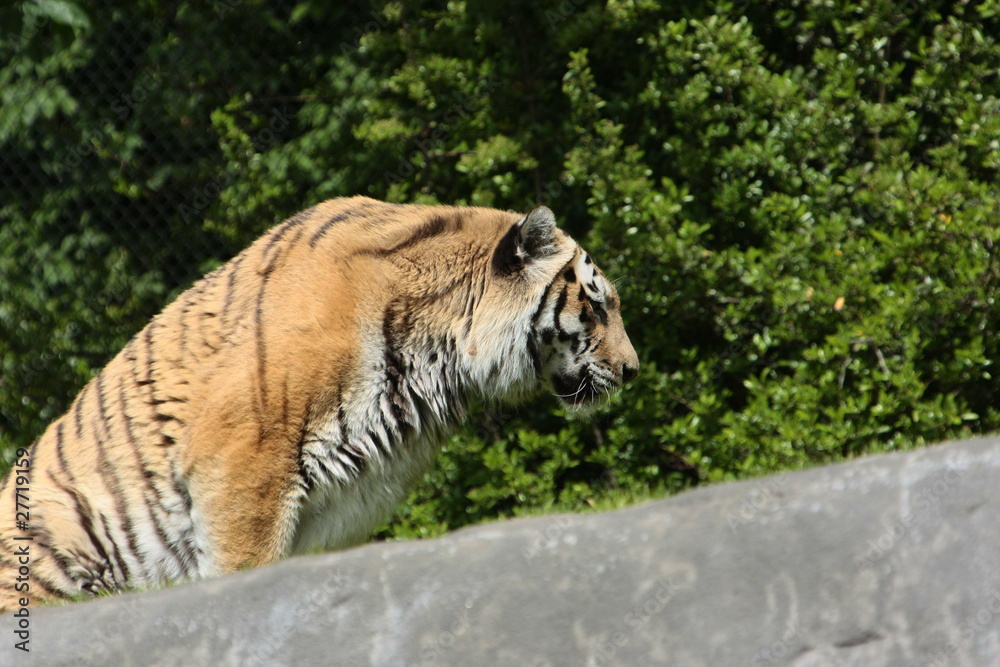 Fototapeta premium tiger