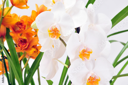 weiße Orchidee © Stefan Gräf