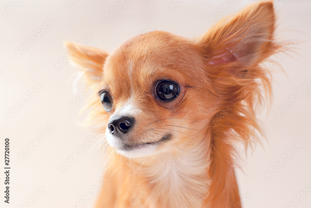 pretty red chihuahua puppy portrait close-up