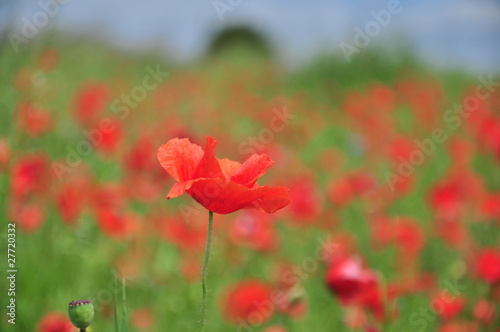 poppy field