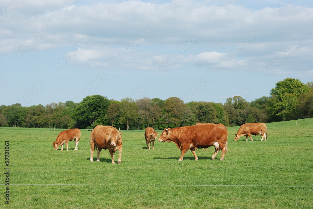 Cows in meadows