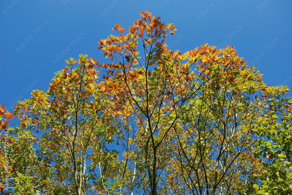 Tree in autumn colours