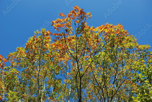 Tree in autumn colours