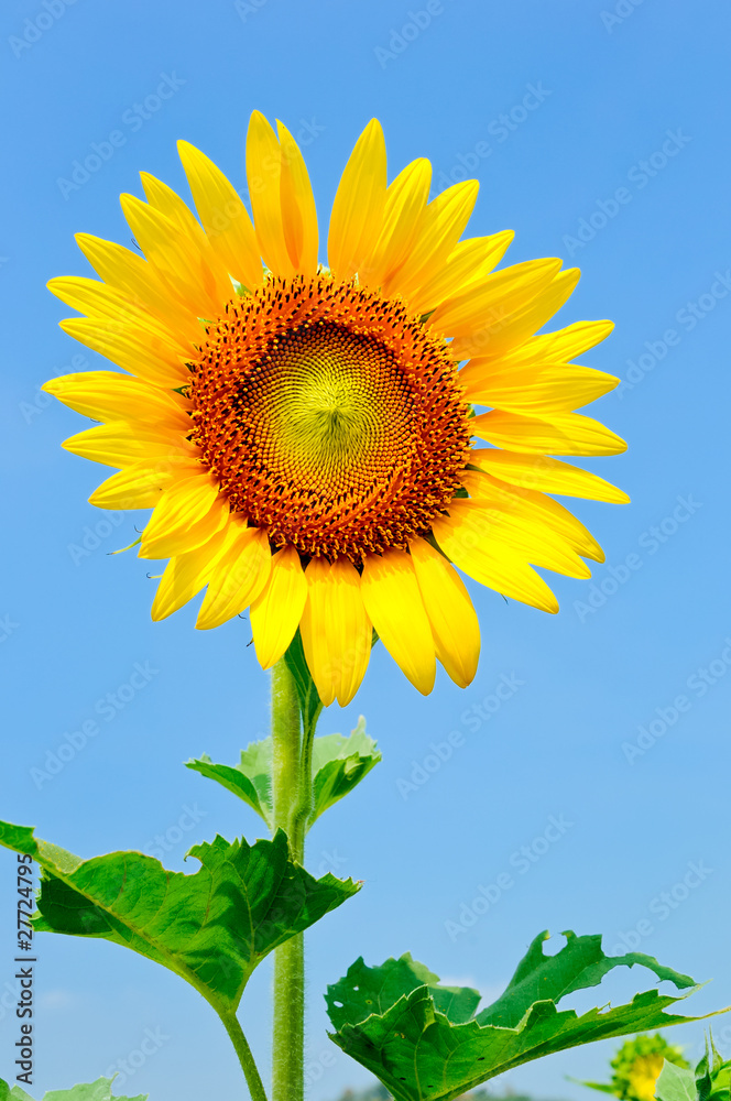 Big lonely sunflowe