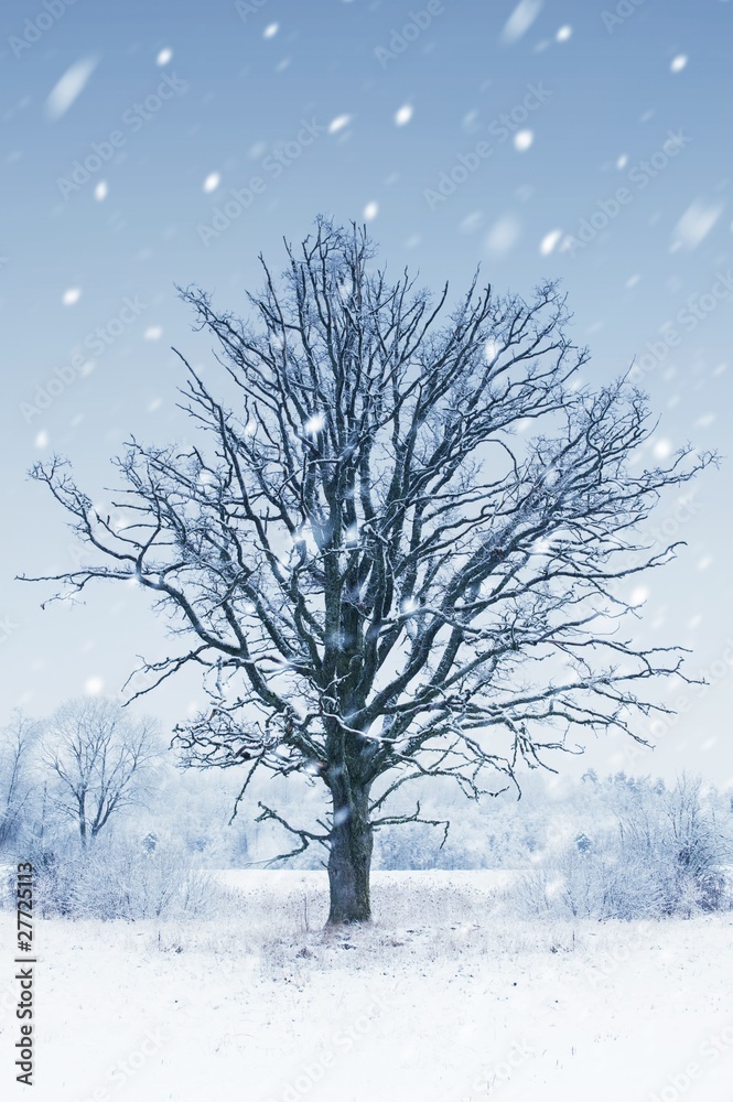 Fototapeta premium Winter landscape