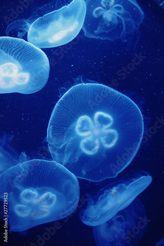jellyfish #27729523