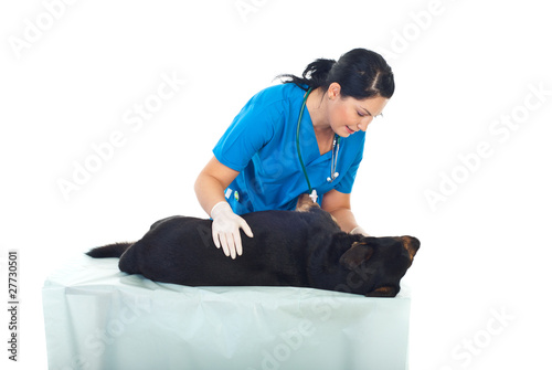 Veterinary examine  dog © Gabriel Blaj