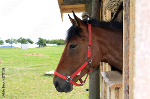 brown horse looking with from windows stable