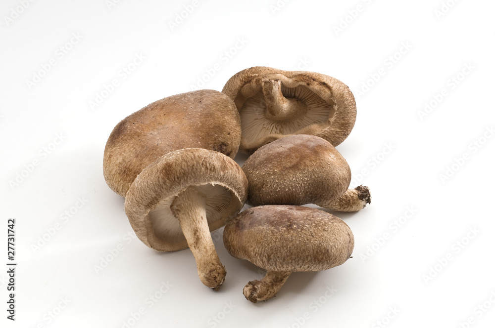 椎茸 椎茸
