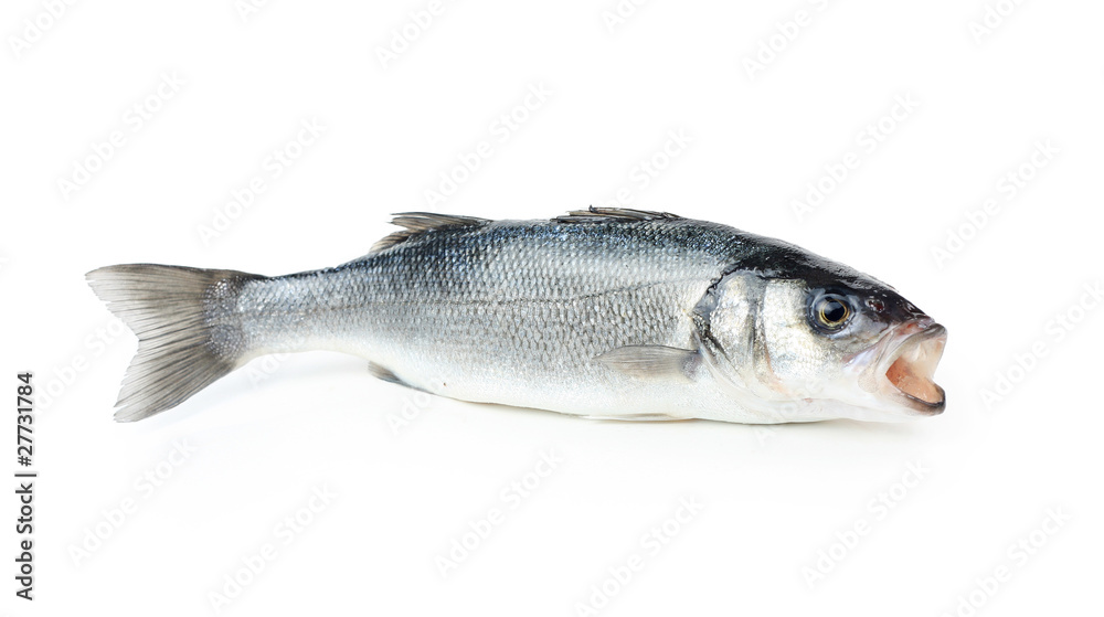 Fresh sea bass fish