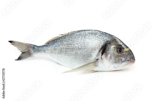 Gilt-head sea bream fish