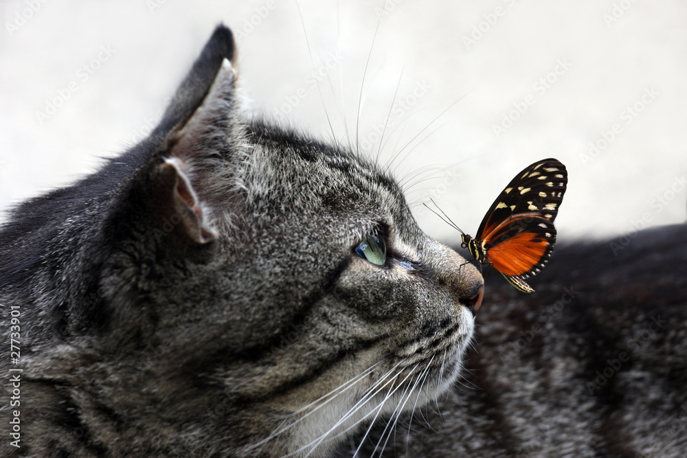 Katze mit Schmetterling StockFoto Adobe Stock