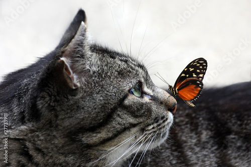 Katze mit Schmetterling
